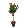 Lagerstroemia Czerwona na pniu sadzonka w donicy 7L