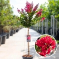 Lagerstroemia Czerwona na pniu duże kwiaty
