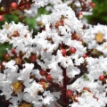 Lagerstroemia Lunar Magic® krzew do ogrodu