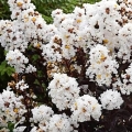 Lagerstroemia Lunar Magic® uprawa