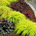 Hakonechloa All Gold trawa ozdobna do ogrodu