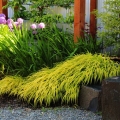 Hakonechloa All Gold trawa ozdobna do donic