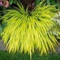 Hakonechloa All Gold sadzonka
