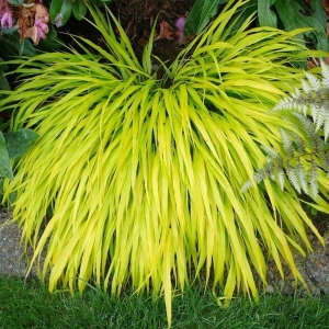 Trawa Bambusowa All Gold ⌇ Hakonechloa