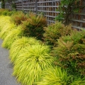 Hakonechloa All Gold trawa ozdobna na patio