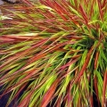 Hakonechloa Mulled Wine sadzonka traw na taras