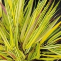Hakonechloa Mulled Wine trawy ozdobne uprawa