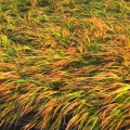 Hakonechloa Mulled Wine trawa ozdobna na taras