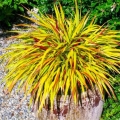 Hakonechloa Mulled Wine trawa ozdobna do donicy