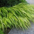 Trawa Bambusowa Hakonechloa Macra Aureola na balkon