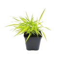 Trawa Bambusowa Hakonechloa Macra Aureola sadzonka w donicy