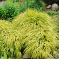 Trawa Bambusowa Hakonechloa Macra Aureola do donicy