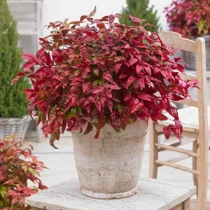 Niebiański Bambus Blush Pink ⌇ Nandina Domestica 