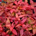 Nandina Domestica Blush Pink  krzew do ogrodu