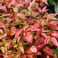 Nandina Domestica Blush Pink  krzew na taras