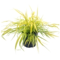Trawa Bambusowa All Gold Hakonechloa sadzonka w donicy