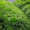 Trawa Bambusowa Green Hills trawa ozdobna