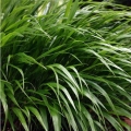 Trawa Bambusowa Green Hills do donic