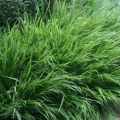 Trawa Bambusowa Green Hills na taras do donic