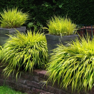Trawa Bambusowa Macra Aureola⌇ Hakonechloa