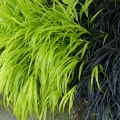 Hakonechloa All Gold sadzonka kompozycja traw