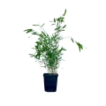 Bambus Mrozoodporny Fargesia Great Wall sadzonka w donicy 1L