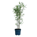 Bambus Fargesia black pearl sadzonka w donicy 2L