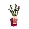 Lagerstroemia Purple Magic sadzonka w donicy