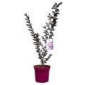 Lagerstroemia Black Solitaire Shell Pink sadzonka w donicy 4L