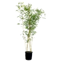 Bambus drzewiasty Aureocaulis w donicy 5L