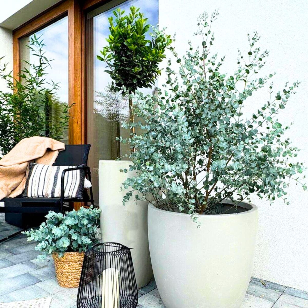 Eukaliptus Niebieski Azura (Eucalyptus gunni) sadzonka