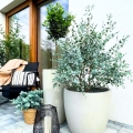 Eukaliptus Niebieski Azura (Eucalyptus gunni) sadzonka