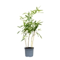Bambus drzewiasty Aureocaulis w donicy 2,5L