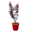 Lagerstroemia Lunar Magic® sadzonka w donicy 4L