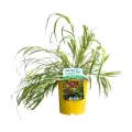 Hakonechloa Mulled Wine sadzonka w donicy