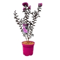 Lagerstroemia BLACK SOLITAIRE® Purely Purple W DONICY 4L