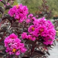 Lagerstroemia z serii Black Solitare odmiana Purely Purple