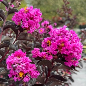Lagerstroemia Black Solitaire Purely Purple ⌇ Lagerstroemia indica C3