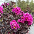 Lagerstroemia z serii Black Solitare odmiana Purely Purple krzew