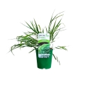 Trawa Bambusowa Green Hills sadzonka w donicy C2