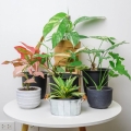 rosliny-doniczkowe-na-stole-aglaonema-crete-flame.jpg