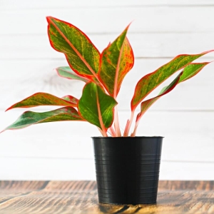 Aglaonema Crete Flame ⌇ Aglaonema P12