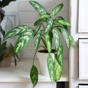 Aglaonema Maria ⌇ Aglaonema P12 