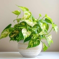 Epipremnum Aureum sadzonka