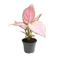 sadzonka-aglaonema-red-zircon.jpg