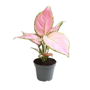Aglaonema Red Zircon  ⌇ Aglaonema P6
