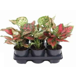 Aglaonema Red Valentine ⌇ Aglaonema P12
