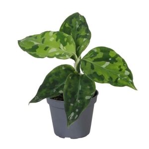 Aglaonema Tricolor ⌇ Aglaonema Pictum P6