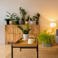aglaonema-silver-bay-rosliny-w-salonie.jpg