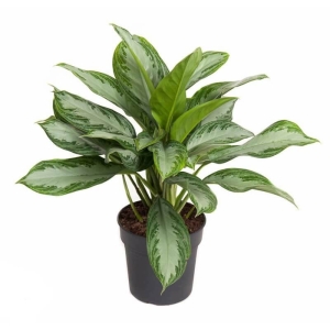Aglaonema Silver Bay ⌇ Aglaonema P19